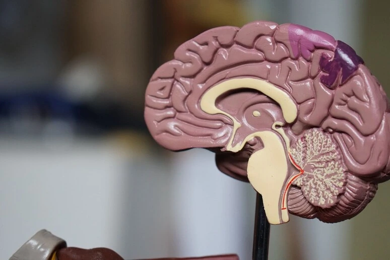 Strumento made in Italy predice chi svilupperà Alzheimer in tre anni