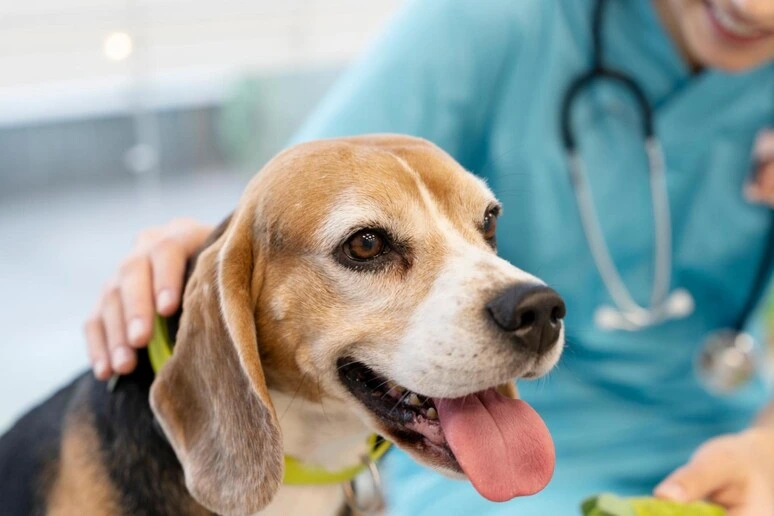 Prende piede l'osteopatia veterinaria, ultima frontiera del benessere di cani e gatti