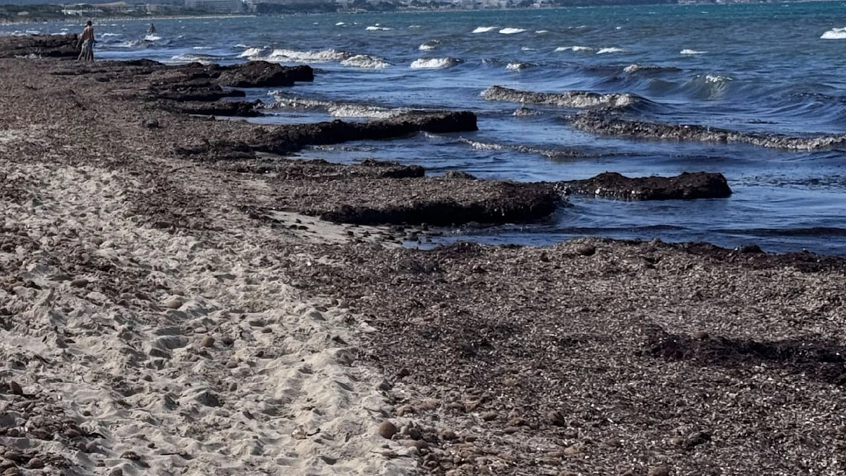 Braune Schwemme am Strand: Was da angespült wird