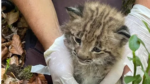 Baby-Luchs im Schwarzwald sorgt für Sensation
