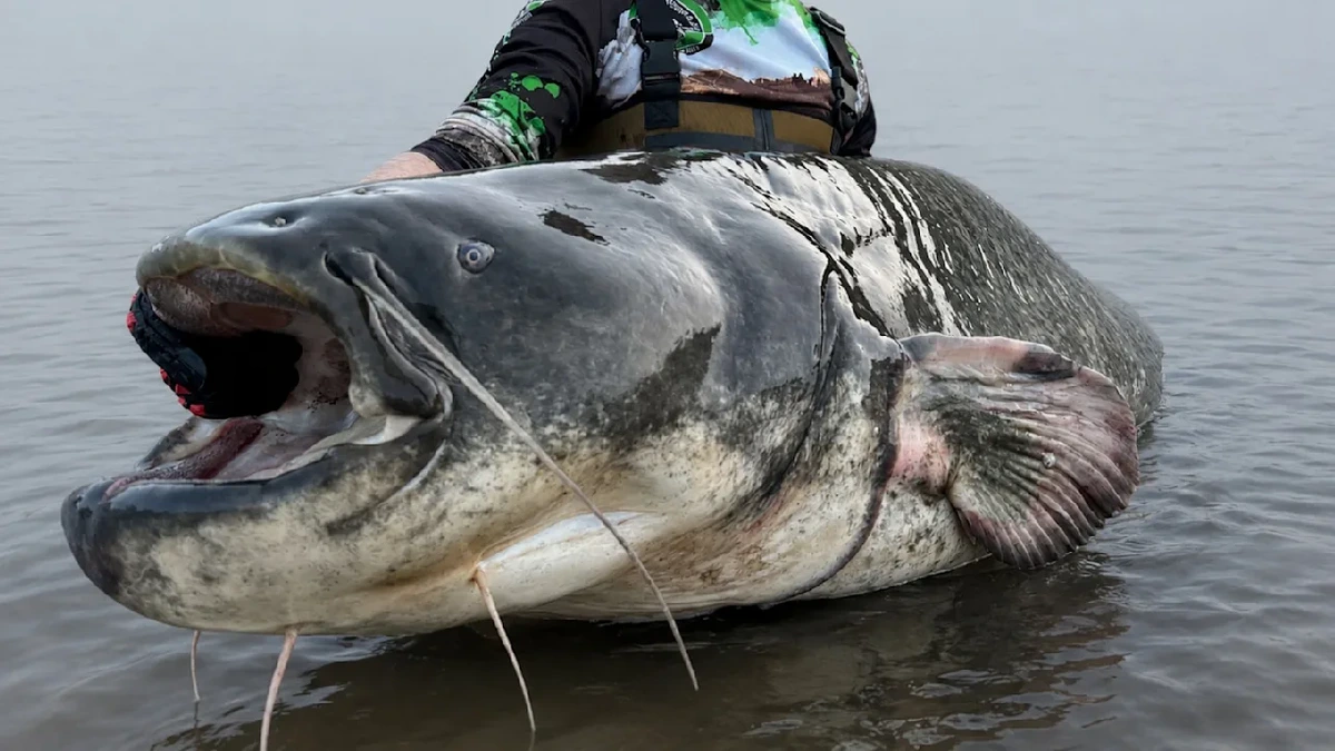 Angler zieht riesigen Wels an Land – und verliert seinen Rekord