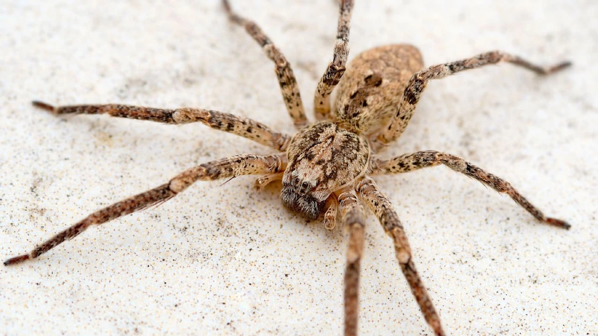 Invasion an der Ostsee: Nosferatu-Spinne erobert Rügen und Usedom