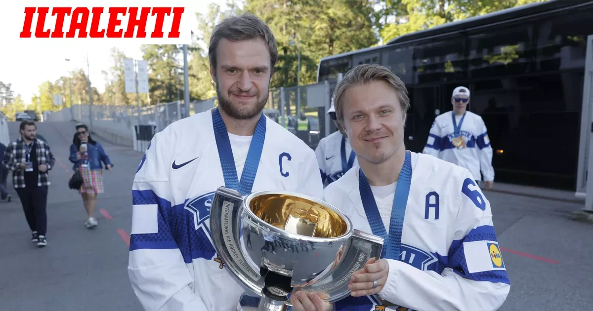 Näin paljon kultaleijonille tulee rahaa