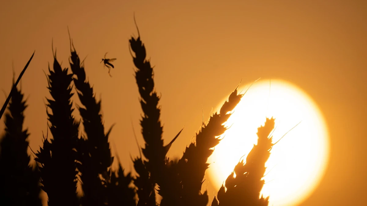 Es wird so heiß wie nie in Deutschland: 44 Grad!