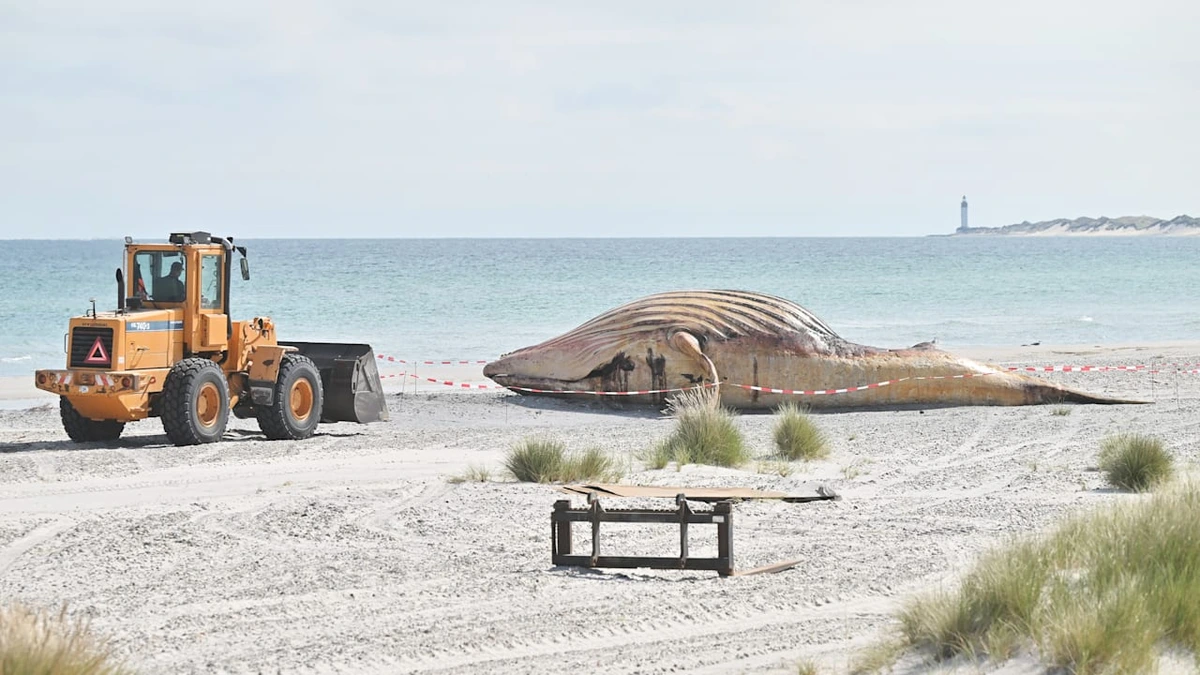 Toter Wal Timmy: Strand wird zum Obduktionssaal