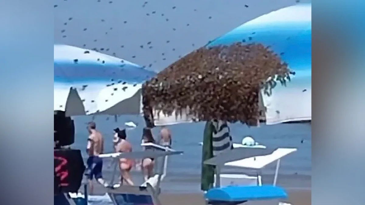 Summ-Alarm bei Rimini: Tausende Bienen lassen sich am Badestrand nieder