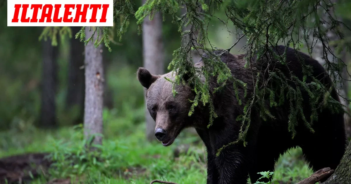 Vaara ohi Kiteellä