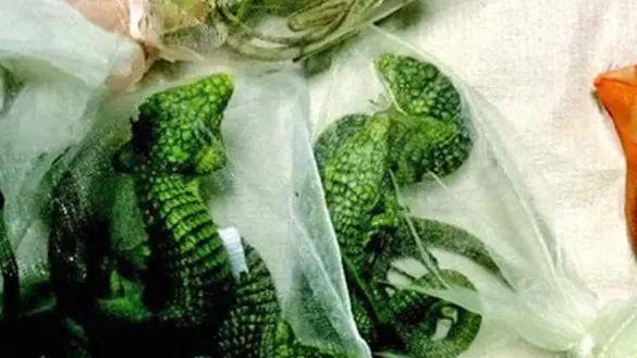 Seine Haustiere? Mann schmuggelte 60 Reptilien unter seiner Kleidung