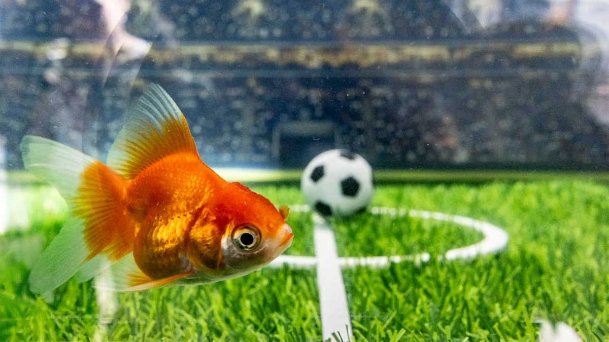 Kanadier feiern Swimbappé: Goldfisch glaubt nicht an deutschen Sieg!