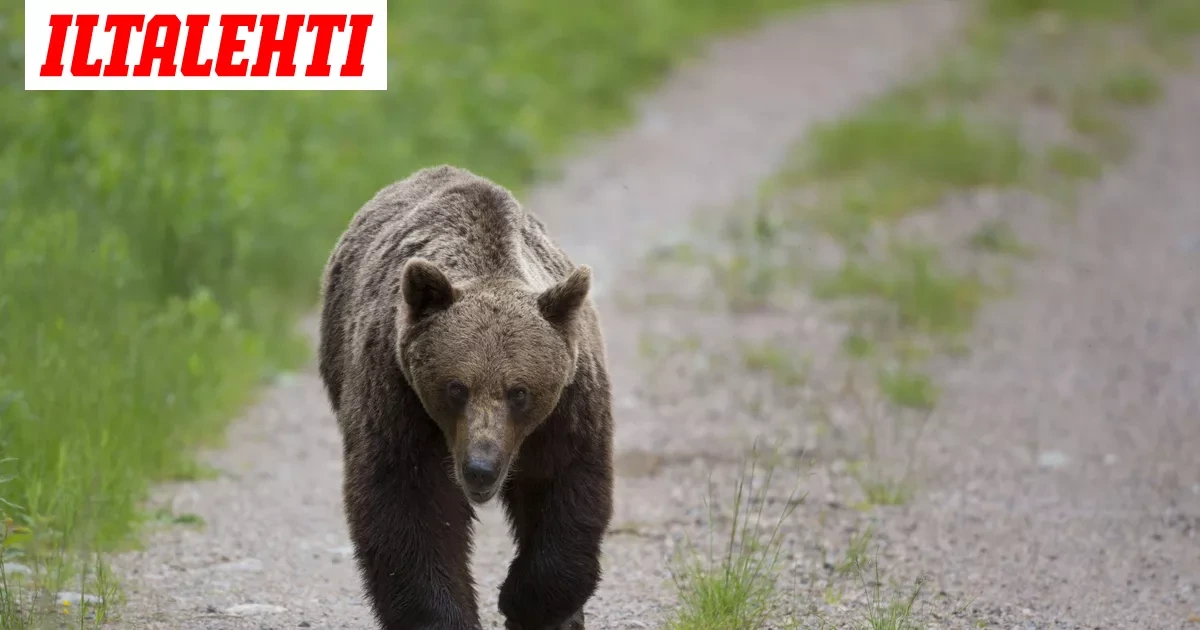 Karhu liikkuu Ruovedellä – Poliisi: Vältä aluetta
