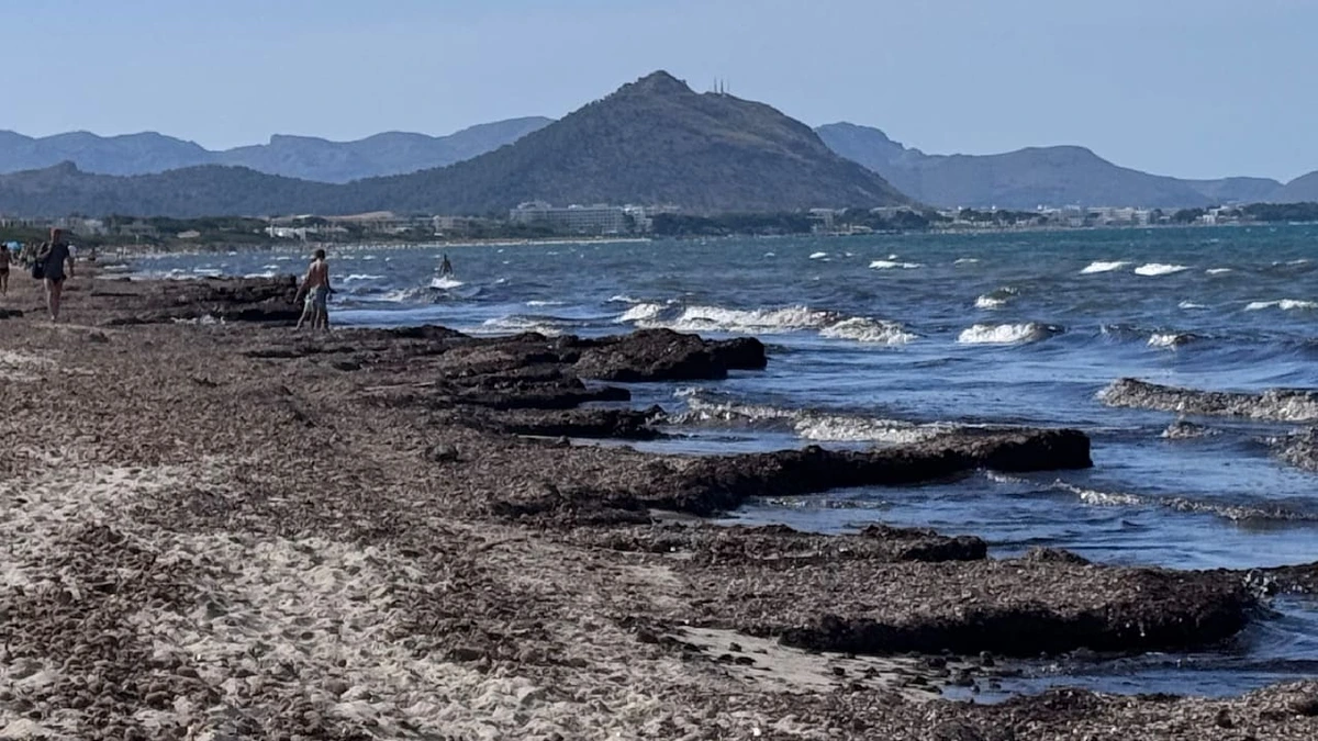 Mallorca: Probleme mit Seegras an Traumstrand auf Urlaubsinsel