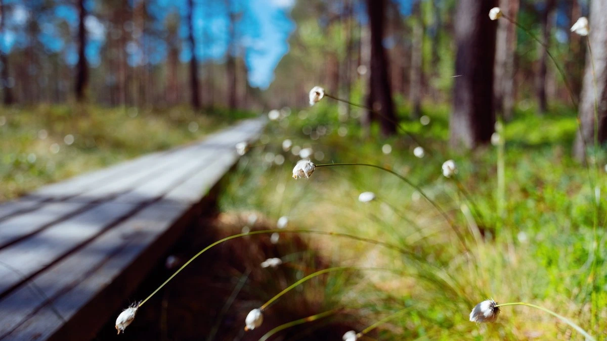 FSC откажется от слогана Forests For All Forever на упаковке по всему миру