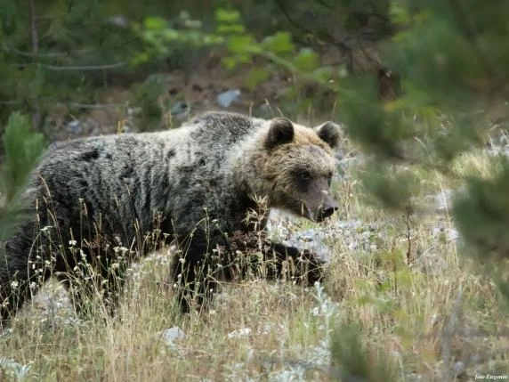 Da cucciola di tre chili alla libertà nei boschi: il docufilm “L’estate dell’Orsa maggiore” vince il Globo Verde