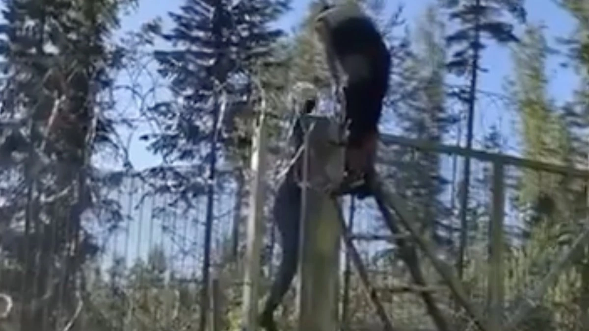 В Латвии — по лестницам, в Литве — по тоннелям. Опасения депутата оказались небезосновательными