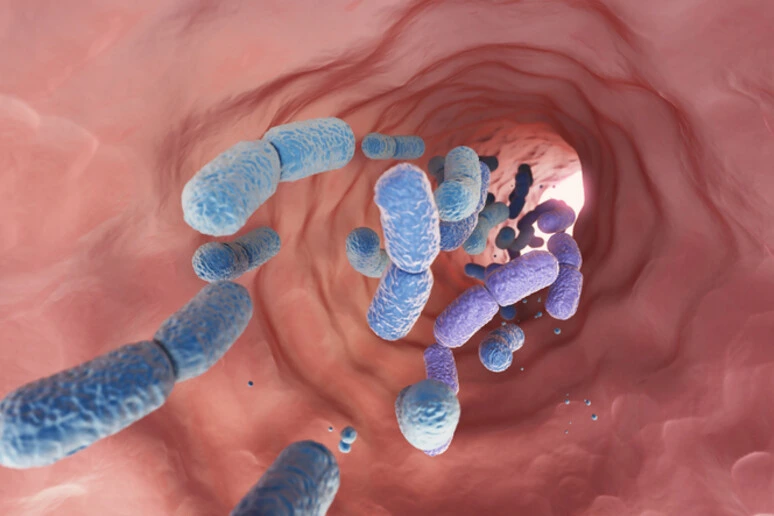 Lo zucchero aggrava i danni degli antibiotici alla salute intestinale