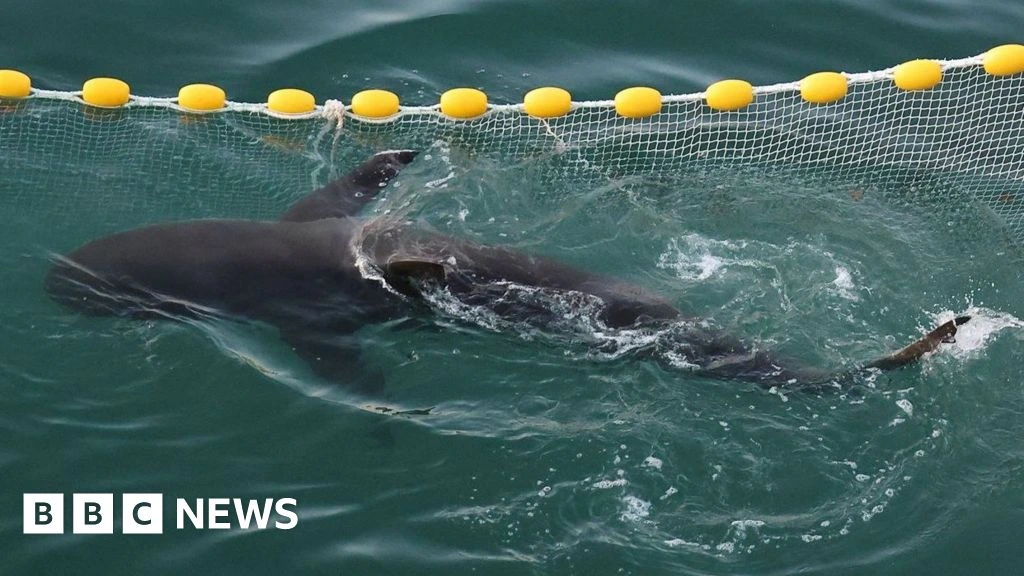 A shark went astray and captured Korea's heart - will she finally make it back to sea?