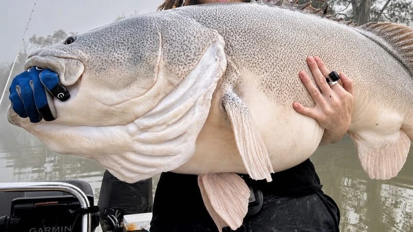 Seltener Süßwasser-Gigant: Angler stellt neuen Rekord auf