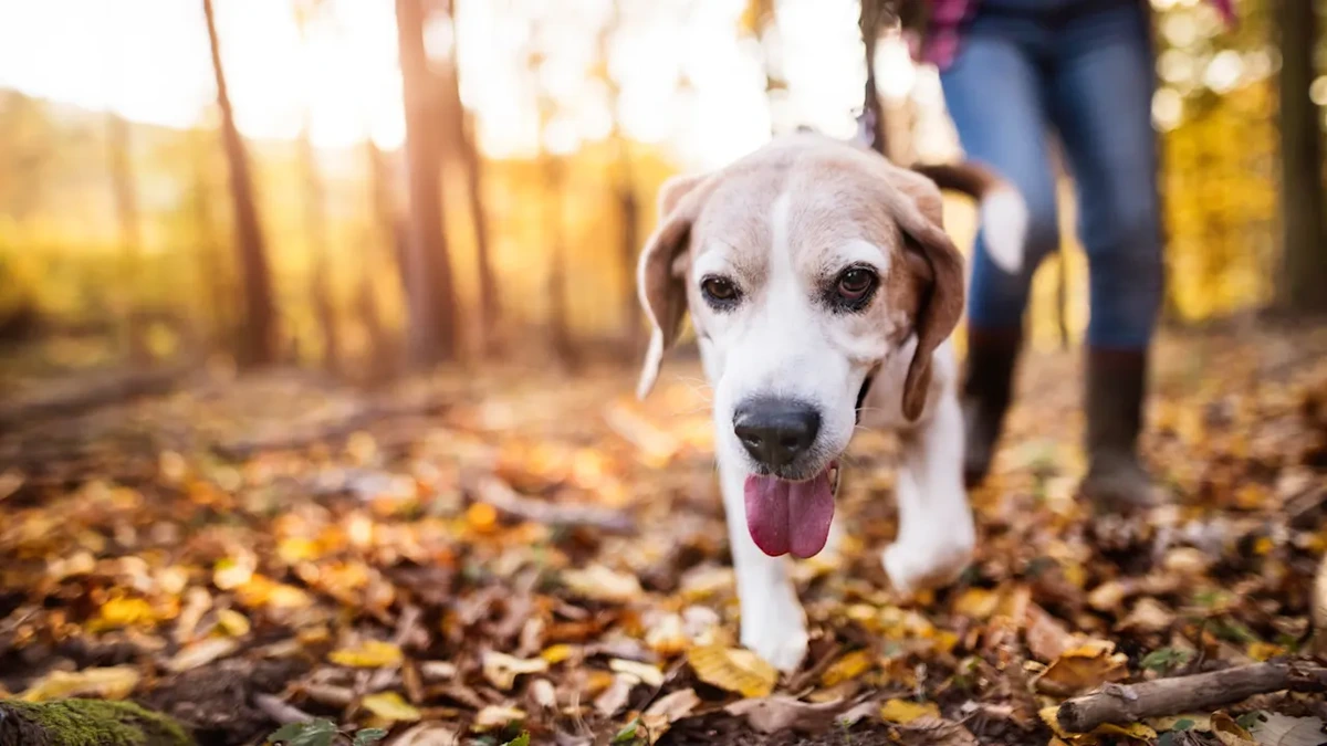 Höhentief in der Atmosphäre entscheidet: Diese Woche Wetter-Wau oder Herbstgrau?