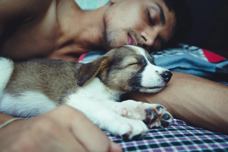 Dormire col proprio cane non disturba il sonno