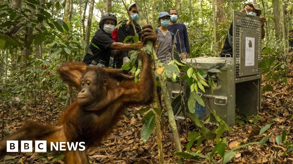Orangutans released back into Borneo forest after devastating fires