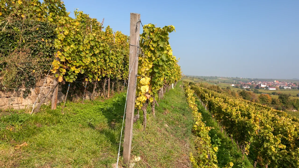 Winzer über den Wein-Markt: „Ich greife lieber zum Bier“
