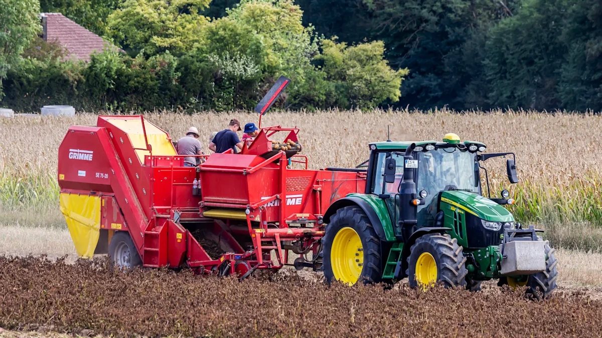 Kartoffelernte um ein Viertel eingebrochen: Was das für die Preise bedeutet