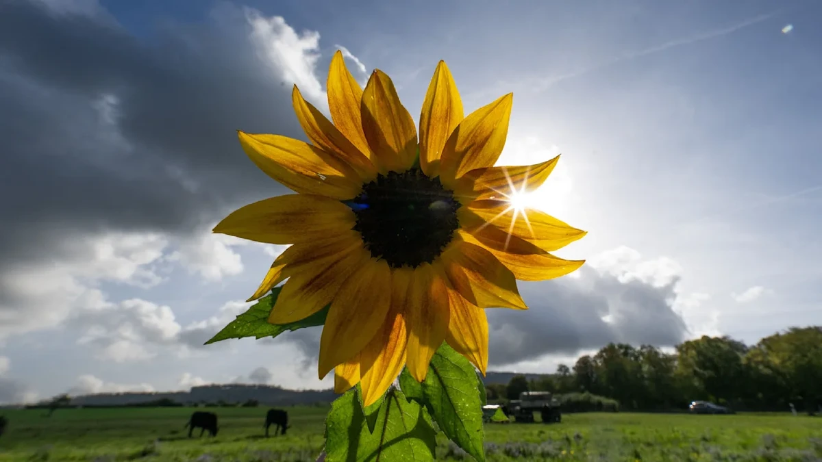 Erst Spätsommer, dann Wetter-Wende: Temperaturen stürzen um bis zu 15 Grad ab