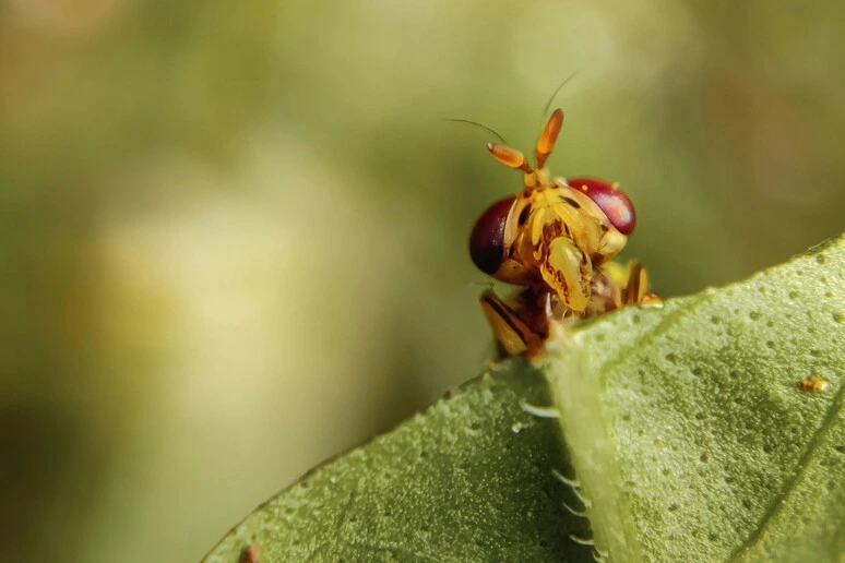Prolungata del 25% la vita di animali, la chiave in un enzima