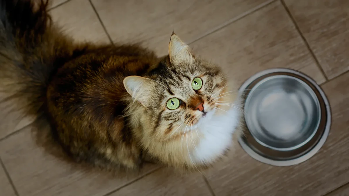 Bei Aldi verkauft: Katzenfutter wegen Salmonellen zurückgerufen
