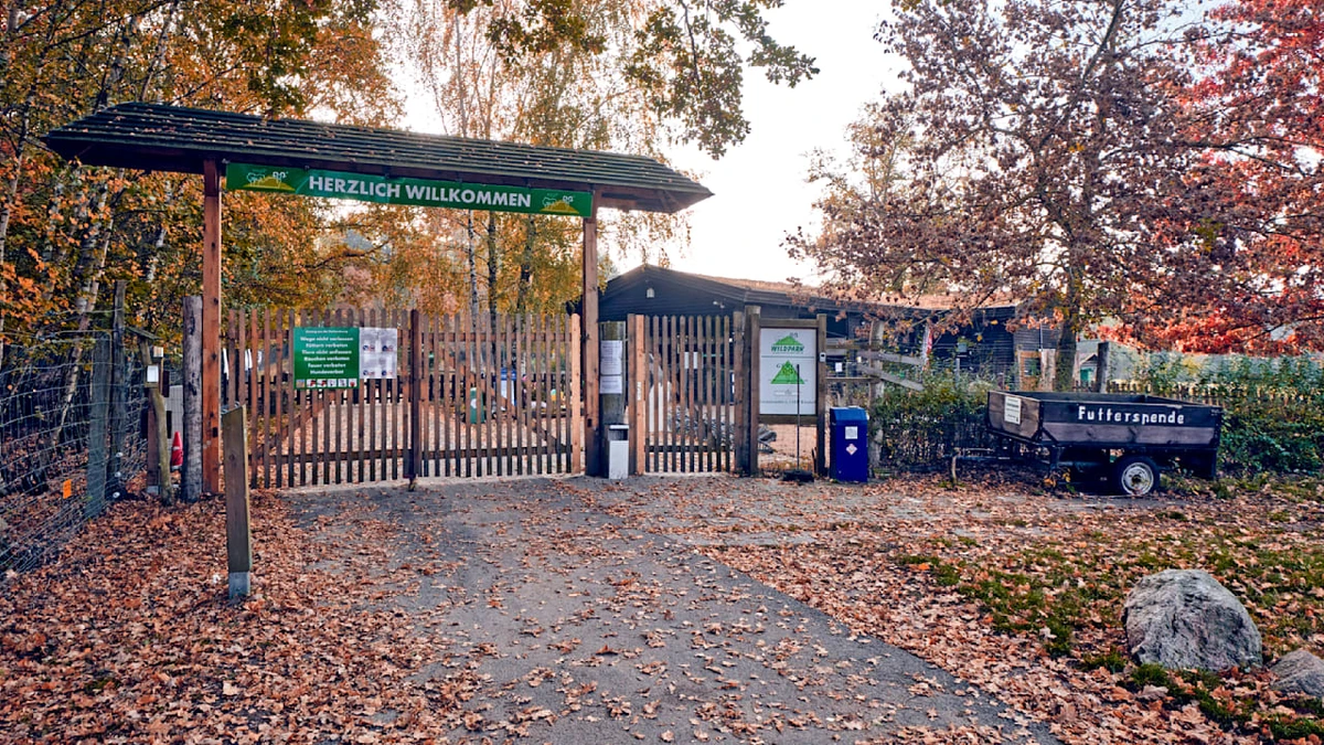 Angriff in Wildpark: Wolf attackiert Kind in Brandenburg